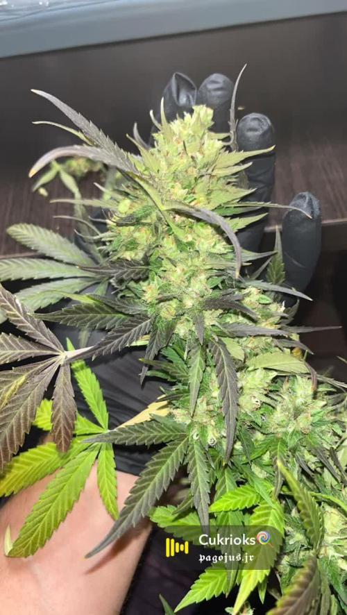 Ak 47 x HDK F1 Clones Indoor | Outdoor