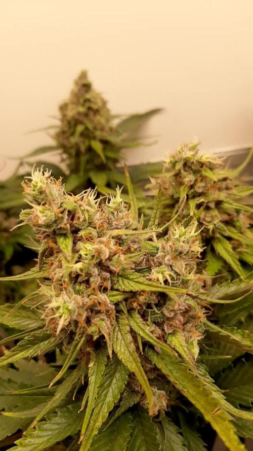 Strawberry Gorilla spring grow!