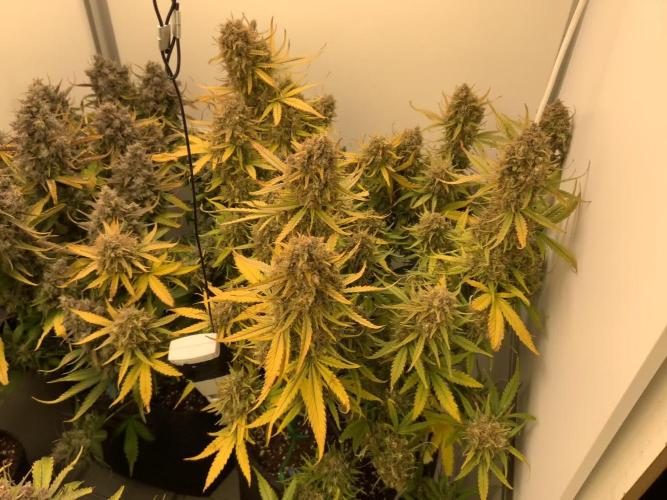 Gorilla Cookies spring grow