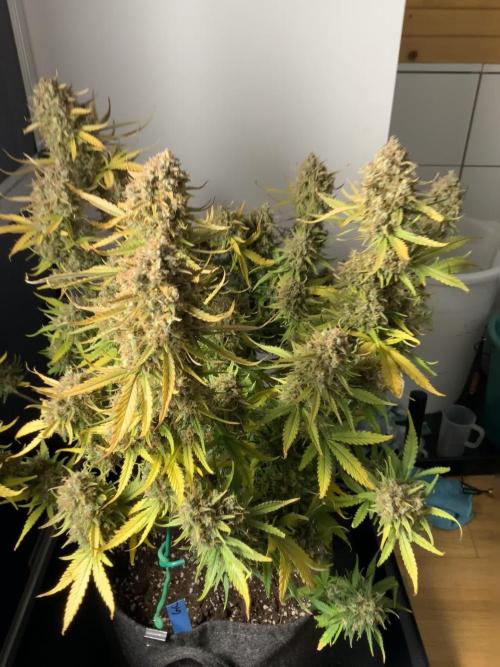 Gorilla Cookies spring grow