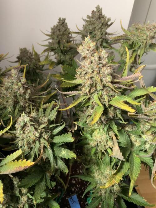 Strawberry Gorilla spring grow!