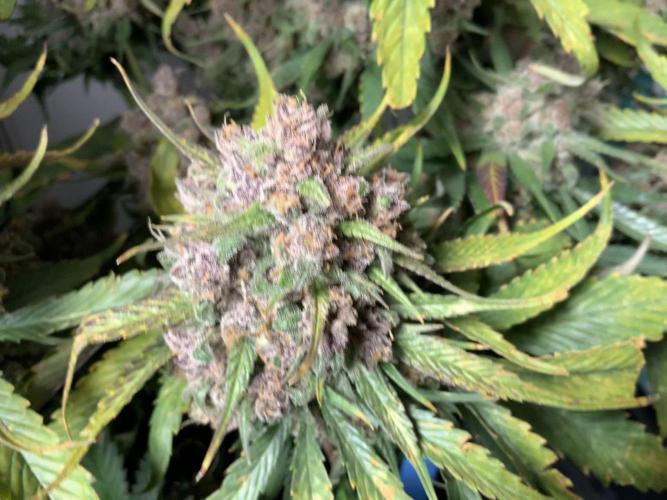 Strawberry Gorilla spring grow!
