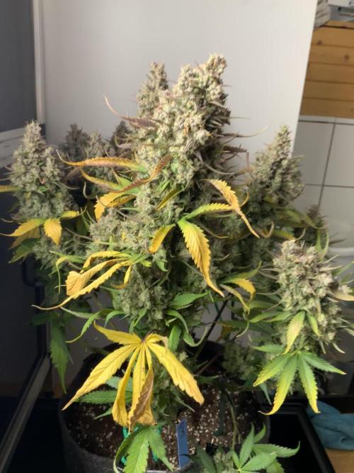 Strawberry Gorilla spring grow!