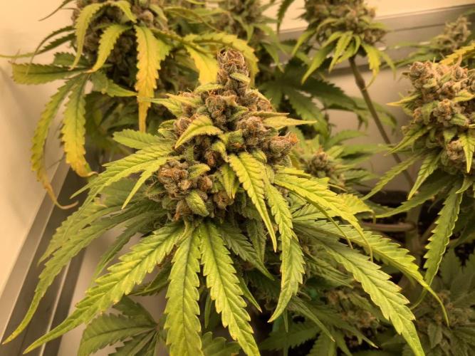 GTools goes cherry picking