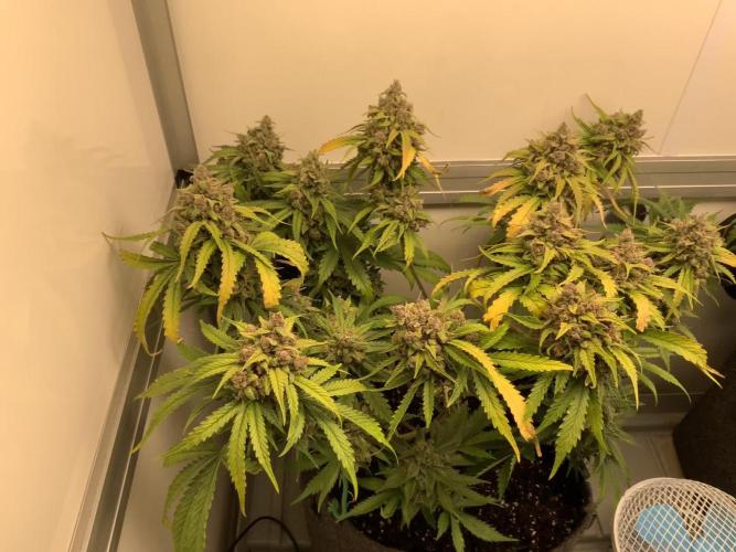 GTools goes cherry picking