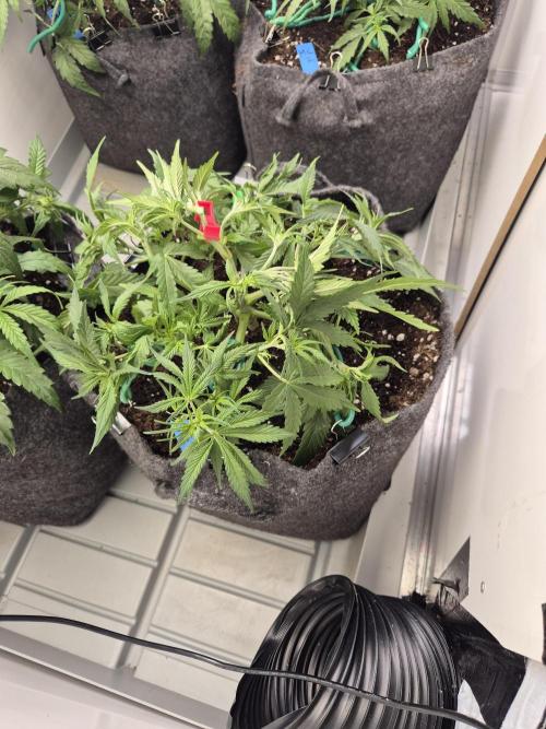 GTools Strawberry banana. Week 4