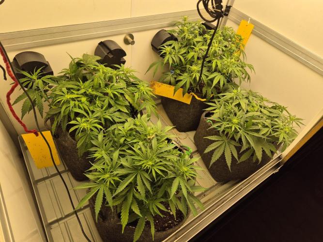 GTools Strawberry banana. Week 4