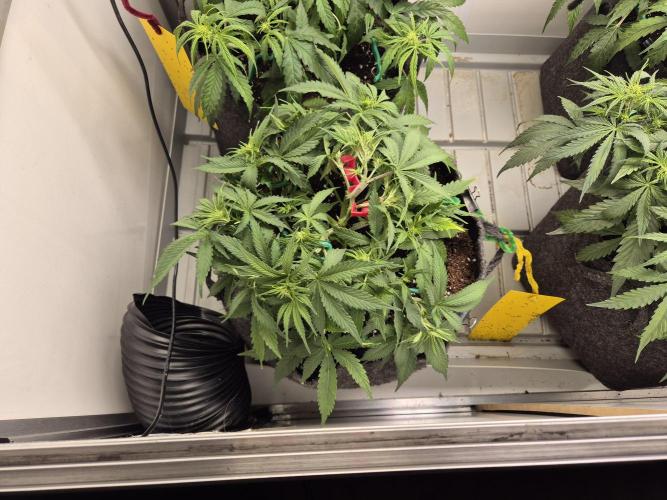 GTools Strawberry banana. Week 4