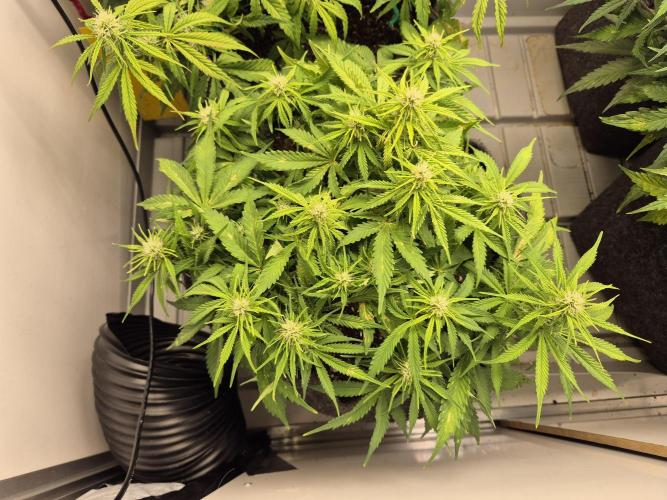 GTools Strawberry banana. Week 5