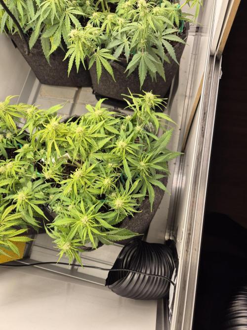 GTools Strawberry banana. Week 5