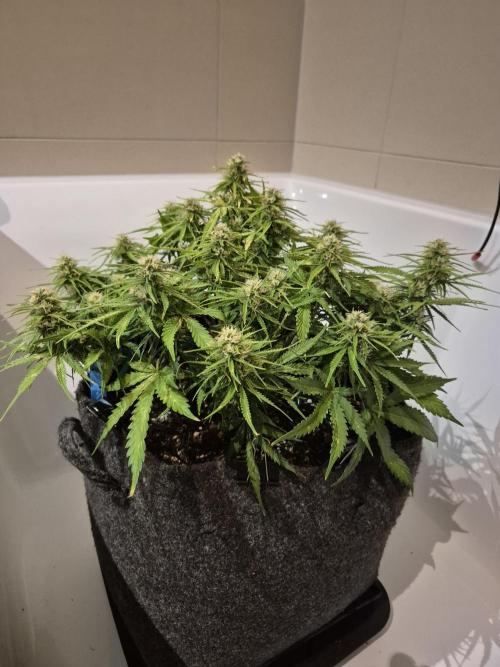 GTools Strawberry banana. Week 6