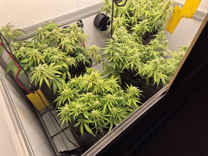 GTools Strawberry banana. Week 6