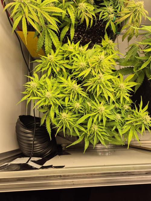 GTools Strawberry banana. Week 6