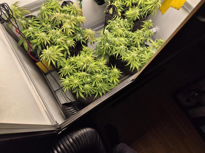 GTools Strawberry banana. Week 6