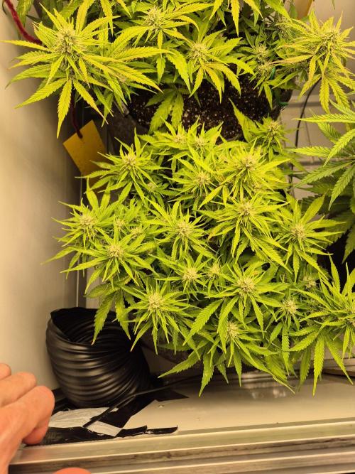 GTools Strawberry banana. Week 6