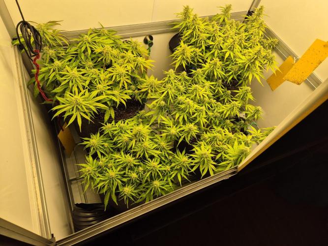 GTools Strawberry banana. Week 6