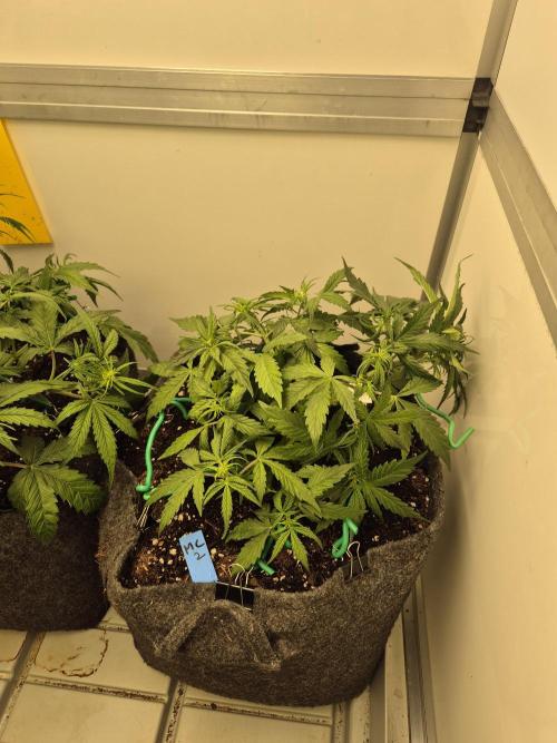 GTools Platinum Mimosa Cookies XL. Week 4