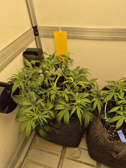 GTools Platinum Mimosa Cookies XL. Week 4