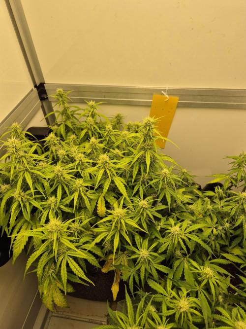 GTools Platinum Mimosa Cookies XL. Week 5