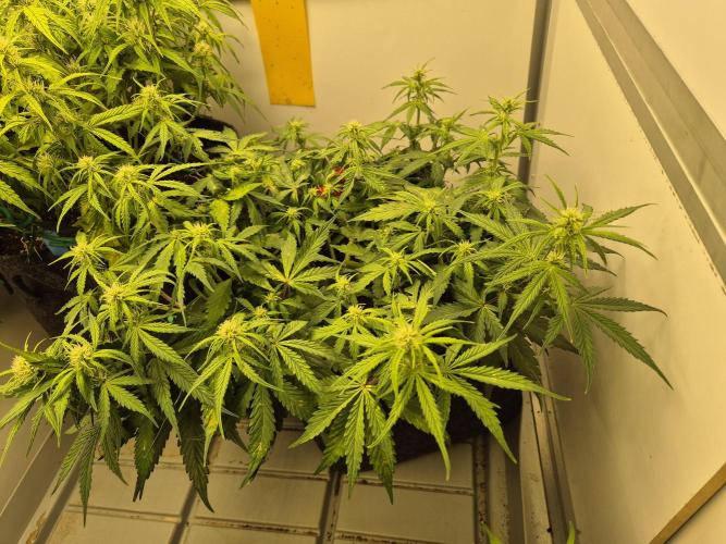 GTools Platinum Mimosa Cookies XL. Week 5