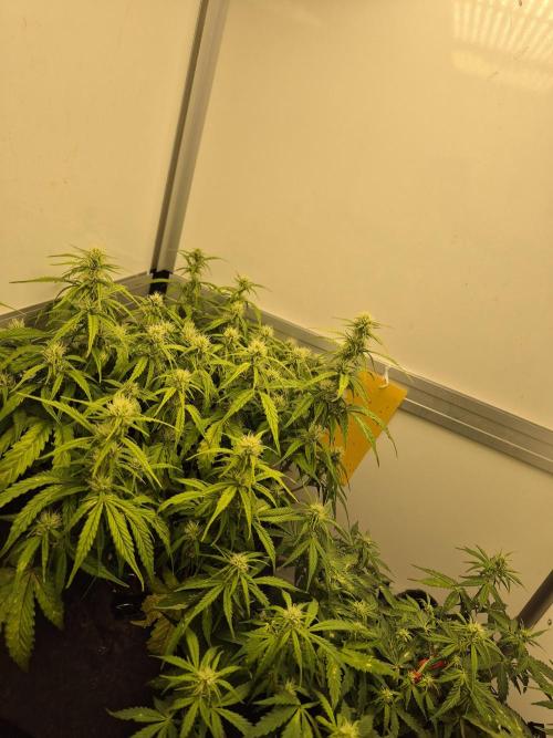 GTools Platinum Mimosa Cookies XL. Week 5