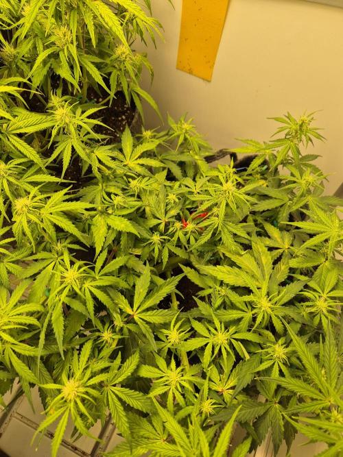 GTools Platinum Mimosa Cookies XL. Week 5