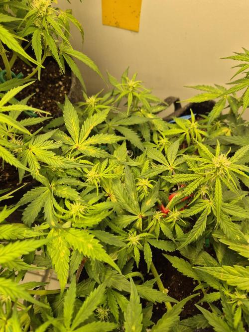 GTools Platinum Mimosa Cookies XL. Week 5