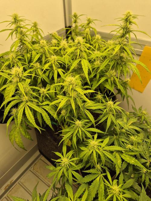 GTools Platinum Mimosa Cookies XL. Week 5