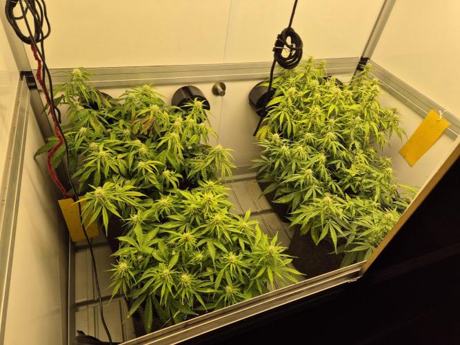 GTools Platinum Mimosa Cookies XL. Week 5