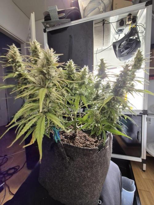 GTools Platinum Mimosa Cookies XL. Week 6