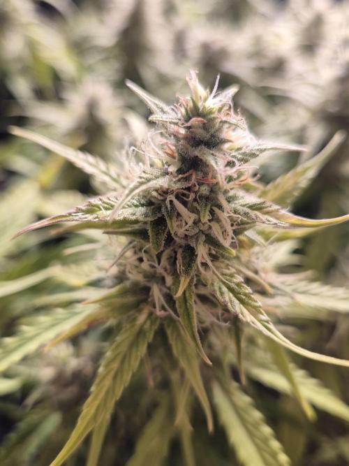 GTools Platinum Mimosa Cookies XL. Week 6