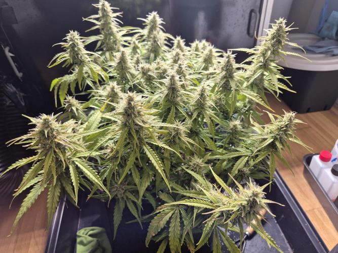 GTools Platinum Mimosa Cookies XL. Week 6