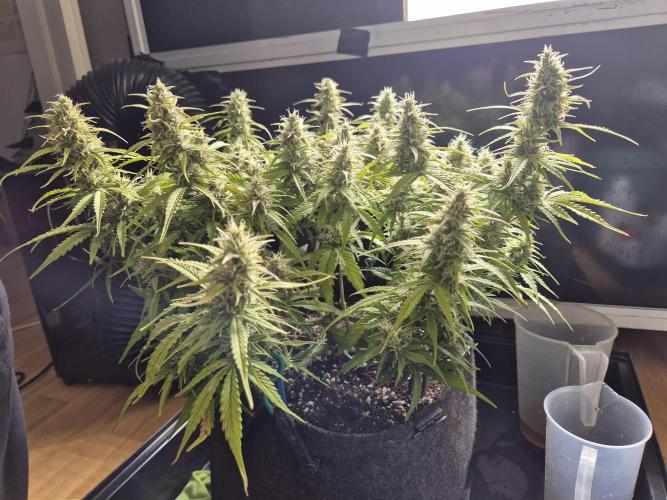 GTools Platinum Mimosa Cookies XL. Week 6