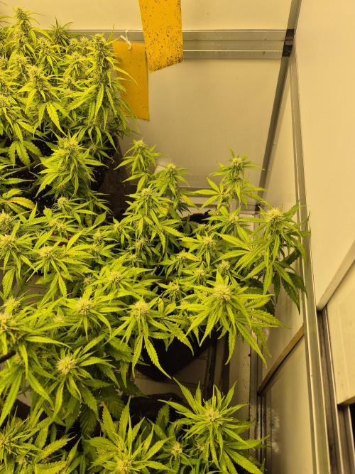 GTools Platinum Mimosa Cookies XL. Week 6