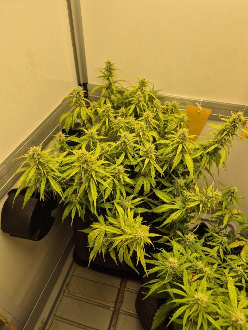 GTools Platinum Mimosa Cookies XL. Week 6