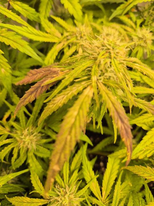 GTools Platinum Mimosa Cookies XL. Week 6