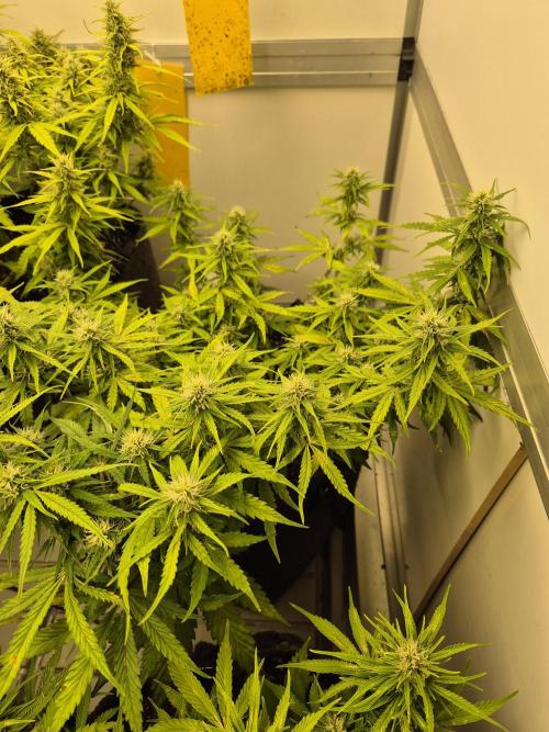 GTools Platinum Mimosa Cookies XL. Week 6