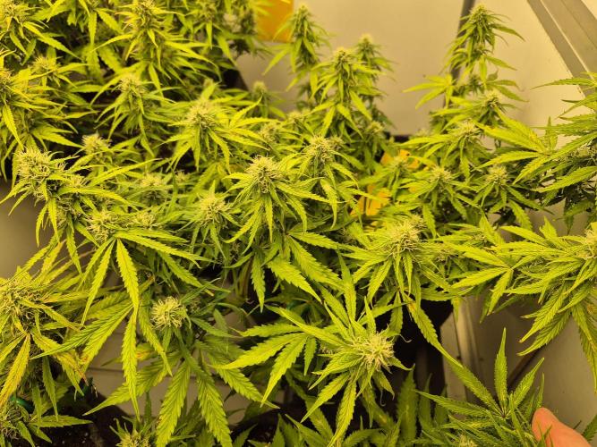 GTools Platinum Mimosa Cookies XL. Week 6