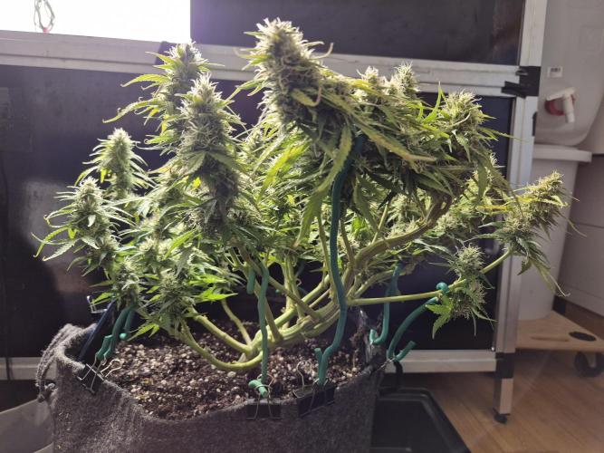 GTools Platinum Mimosa Cookies XL. Week 7