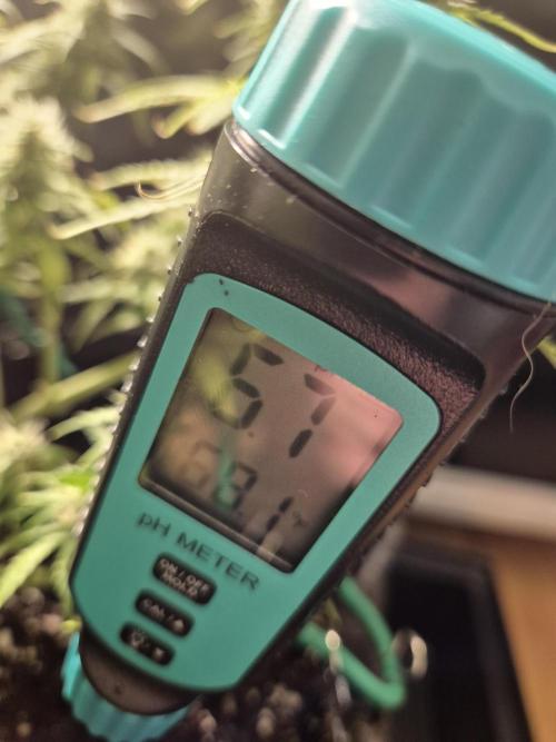 GTools Platinum Mimosa Cookies XL. Week 7