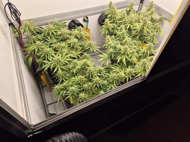 GTools Platinum Mimosa Cookies XL. Week 7