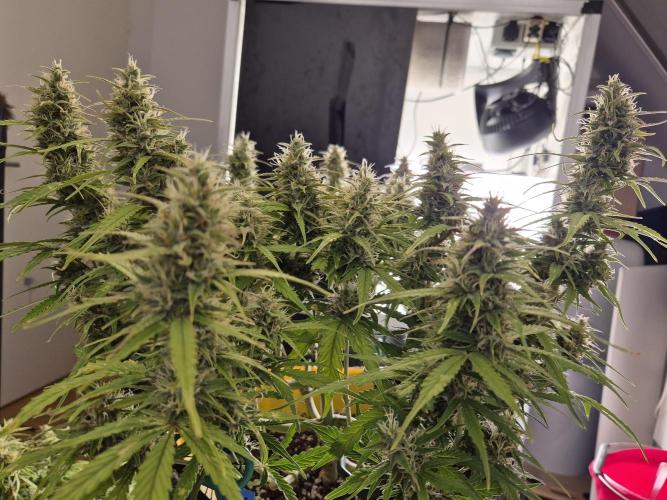 GTools Platinum Mimosa Cookies XL. Week 7