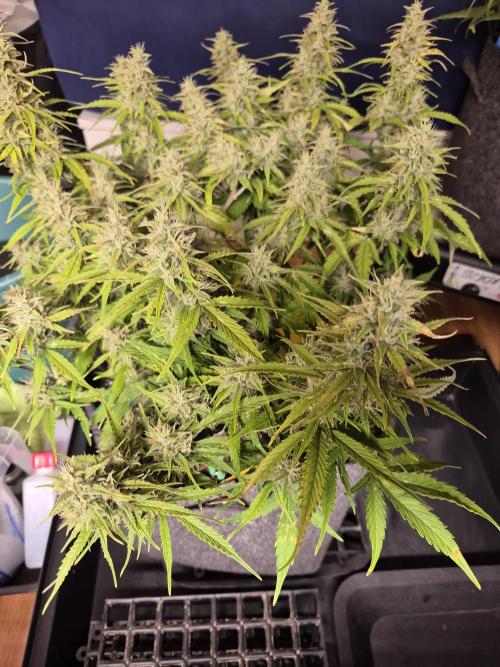 GTools Platinum Mimosa Cookies XL. Week 7