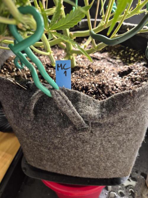 GTools Platinum Mimosa Cookies XL. Week 7