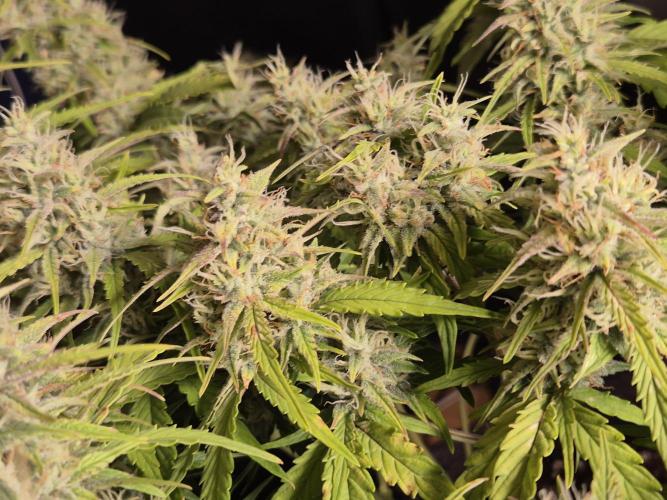 GTools Platinum Mimosa Cookies XL. Week 7