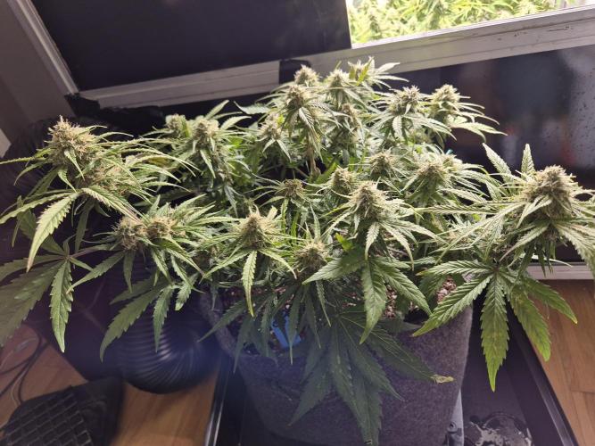 GTools Platinum Mimosa Cookies XL. Week 7