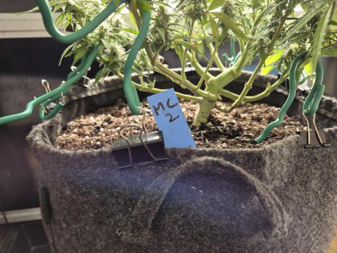 GTools Platinum Mimosa Cookies XL. Week 7