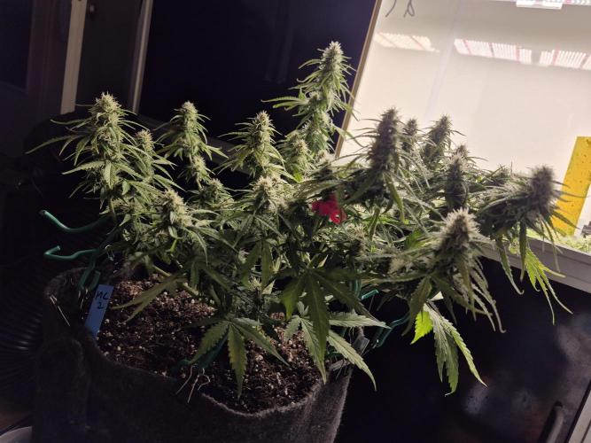 GTools Platinum Mimosa Cookies XL. Week 7