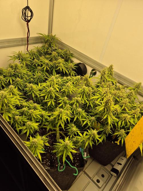 GTools Platinum Mimosa Cookies XL. Week 7