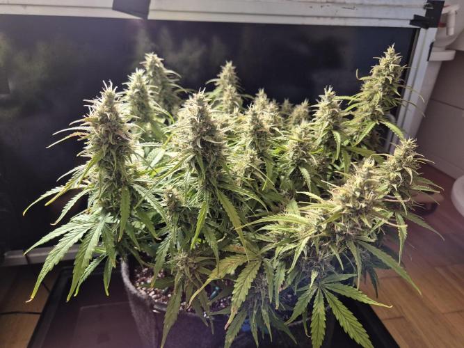 GTools Platinum Mimosa Cookies XL. Week 7